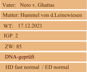 WT:  ZW: 85 IGP  2 DNA-geprüft   HD fast normal  / ED normal  Mutter: Hummel von d.Leinewiesen Vater:   Nero v. Ghattas 17.12.2021