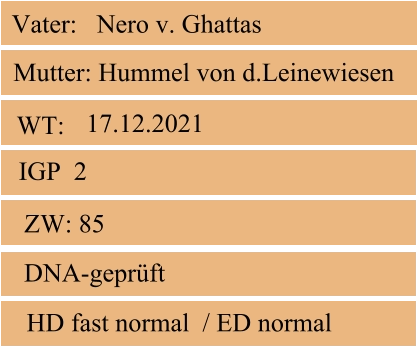 WT:  ZW: 85 IGP  2 DNA-geprüft   HD fast normal  / ED normal  Mutter: Hummel von d.Leinewiesen Vater:   Nero v. Ghattas 17.12.2021