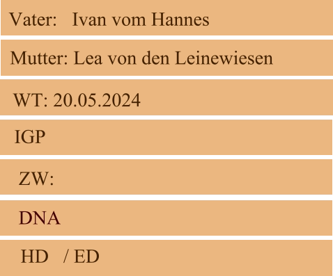 WT: 20.05.2024  ZW:  IGP   DNA   HD   / ED   Mutter: Lea von den Leinewiesen Vater:   Ivan vom Hannes